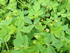 Medicago arabica