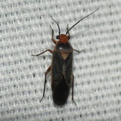 Lopidella flavoscuta