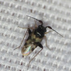 Spanagonicus albofasciatus