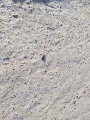 Armadillidium vulgare