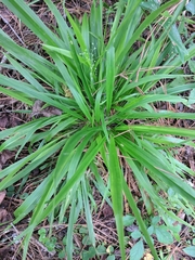 Dichanthelium laxiflorum