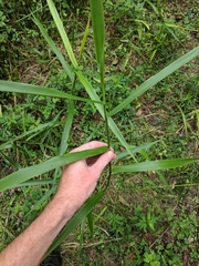 Panicum hemitomon