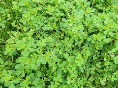 Medicago arabica