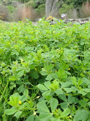 Medicago arabica