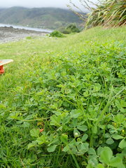 Medicago arabica