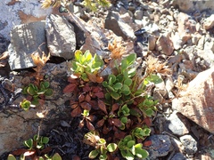 Penstemon davidsonii