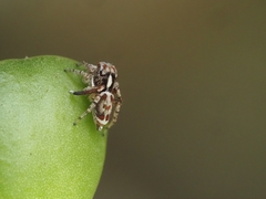 Maratus leo