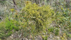 Cassytha pubescens