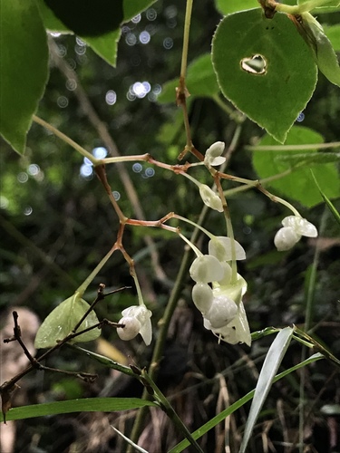 Begonia holtonis, photograph 4