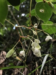 Nicolás Baresch Uribe, CC BY, iNaturalist via GBIF Begonia holtonis, photograph Nicolás Baresch Uribe, CC BY, iNaturalist via GBIF