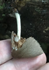 Volvariella cubensis