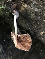 Volvariella cubensis