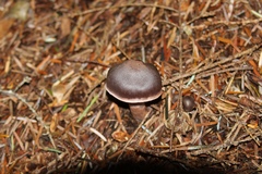Cortinarius brunneus