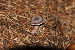 Cortinarius brunneus