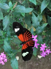 Heliconius melpomene malleti