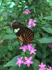 Heliconius melpomene malleti