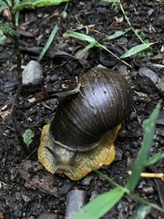 Plekocheilus gibbonius