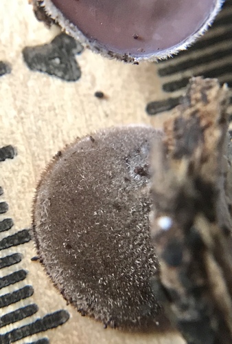 Auricularia nigricans image