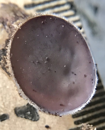 Auricularia nigricans image