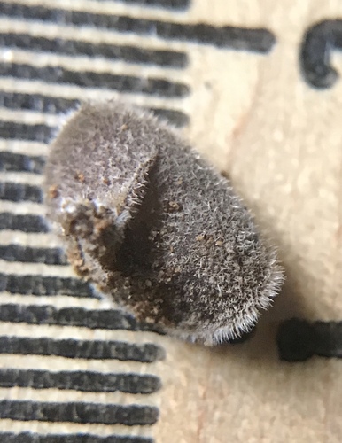 Auricularia nigricans image