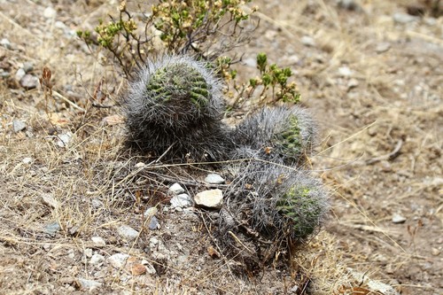 Matucana haynii