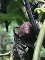 Cyrtonota textilis