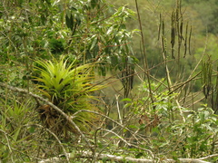 Tillandsia elongata
