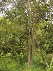 Chrysophyllum argenteum