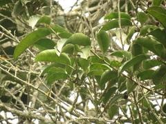 Chrysophyllum argenteum