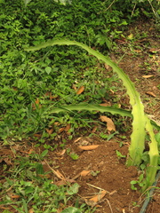 Selenicereus megalanthus