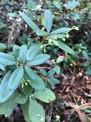 Pieris phillyreifolia
