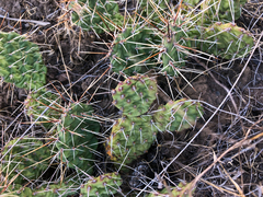Opuntia × columbiana