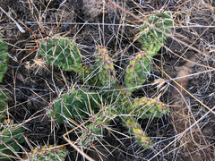 Opuntia × columbiana