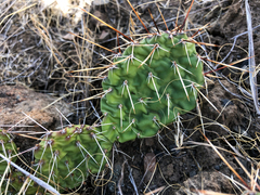 Opuntia × columbiana