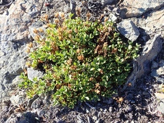 Penstemon davidsonii