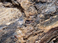 Thoracophorus costalis