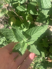 Nepeta cataria