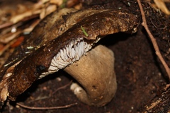 Russula subnigricans