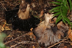 Russula subnigricans