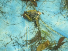 Lithobates