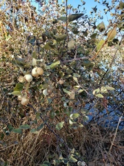 Symphoricarpos albus