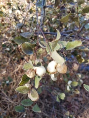 Symphoricarpos albus