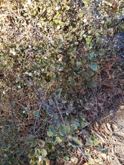 Symphoricarpos albus