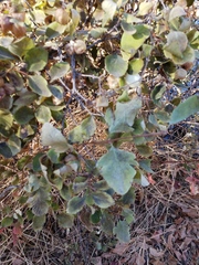 Symphoricarpos albus