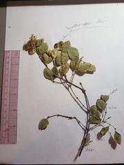 Symphoricarpos albus