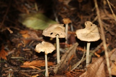 Inocybe xanthomelas