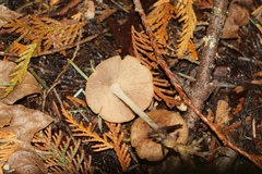 Inocybe xanthomelas