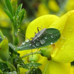 Navomorpha sulcata
