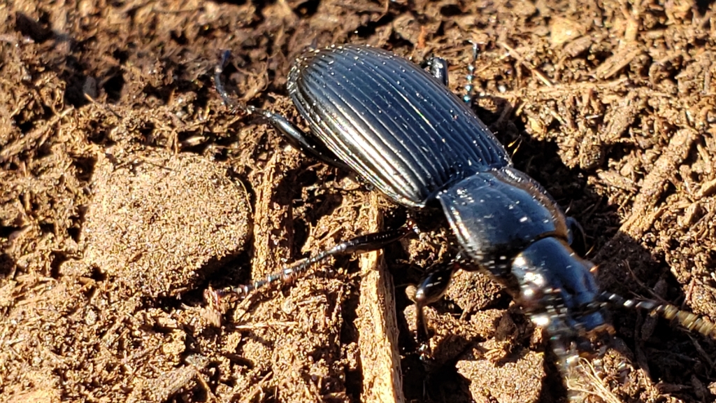 Common black ground beetle (Pterostichus melanarius)