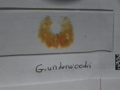 Gymnopilus underwoodii